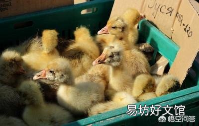 农村经常有卖鹅苗的,如何分辨小鹅的公母呢?