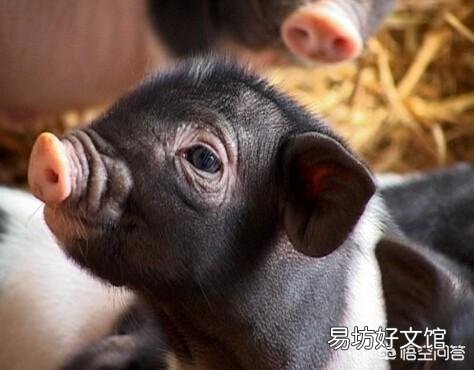 猪瘟来了,过年你还敢吃猪肉吗?