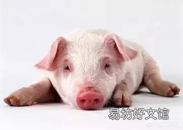 猪瘟来了,过年你还敢吃猪肉吗?