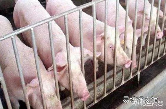 春节前猪价会涨吗?