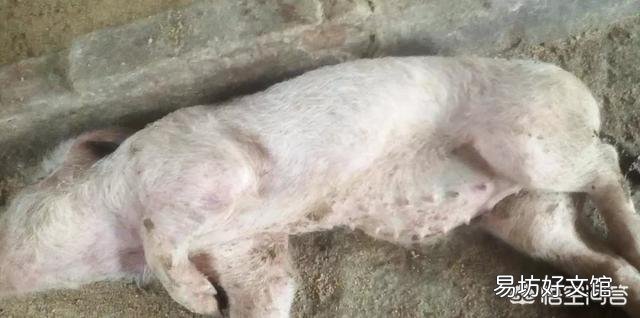 猪场一旦遇到严重的猪副嗜血杆菌病问题,如何进行有效的防控?