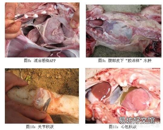 猪场一旦遇到严重的猪副嗜血杆菌病问题,如何进行有效的防控?