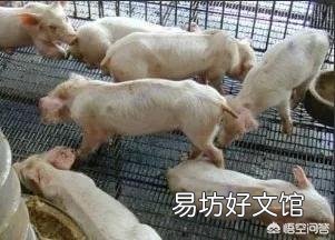 猪场一旦遇到严重的猪副嗜血杆菌病问题,如何进行有效的防控?