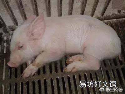 猪场一旦遇到严重的猪副嗜血杆菌病问题,如何进行有效的防控?