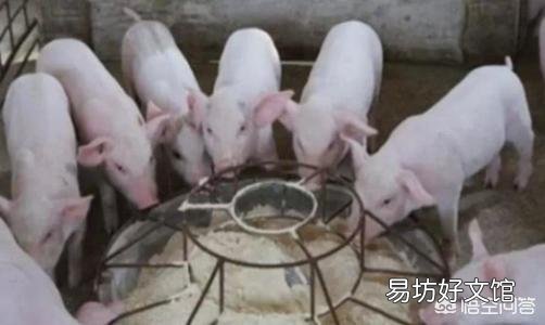 猪场一旦遇到严重的猪副嗜血杆菌病问题,如何进行有效的防控?