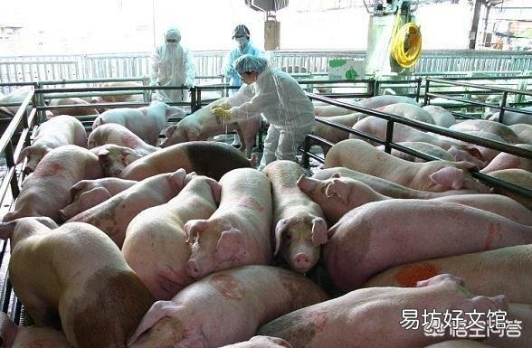 如果猪厂发生非洲猪瘟,没有感染上的猪也要被杀吗?