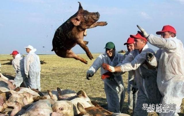 如果猪厂发生非洲猪瘟,没有感染上的猪也要被杀吗?