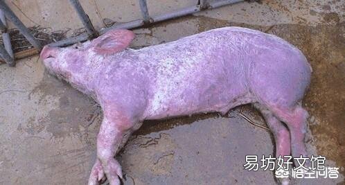 如果猪厂发生非洲猪瘟,没有感染上的猪也要被杀吗?