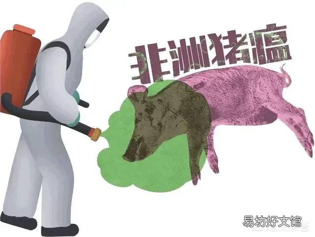 如果猪厂发生非洲猪瘟,没有感染上的猪也要被杀吗?