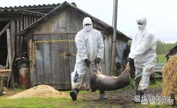 如果猪厂发生非洲猪瘟,没有感染上的猪也要被杀吗?