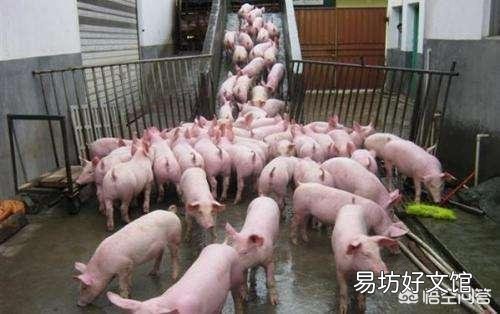 假如中小养猪场没有了,中国的养猪业会怎么样?