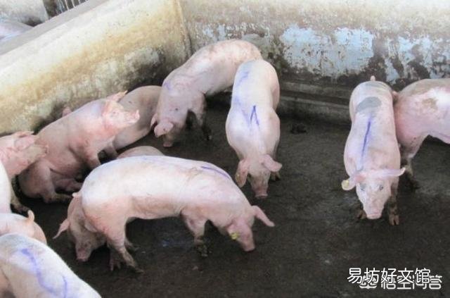 假如中小养猪场没有了,中国的养猪业会怎么样?