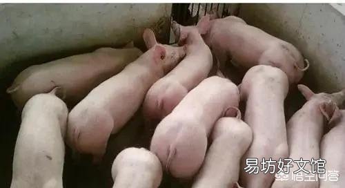 专家说非洲猪瘟淘汰产能明显，明年生猪价格有望走出低谷，2019年养猪能挣钱吗？