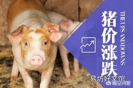 专家说非洲猪瘟淘汰产能明显，明年生猪价格有望走出低谷，2019年养猪能挣钱吗？
