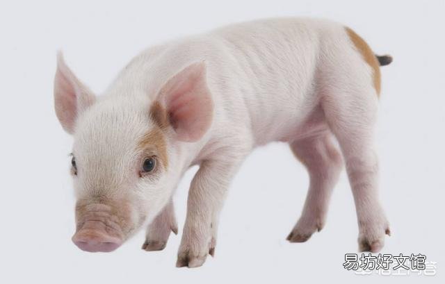 专家说非洲猪瘟淘汰产能明显，明年生猪价格有望走出低谷，2019年养猪能挣钱吗？