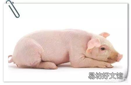 猪增生性肠炎的危害有哪些？如何有效防治？