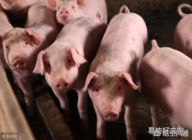 临近过年江苏省泗阳县又出现非洲猪瘟疫情，对猪价会有什么影响呢？