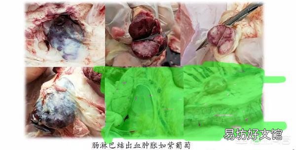 有什么办法可以检测出哪一头猪得了非洲猪瘟呢?