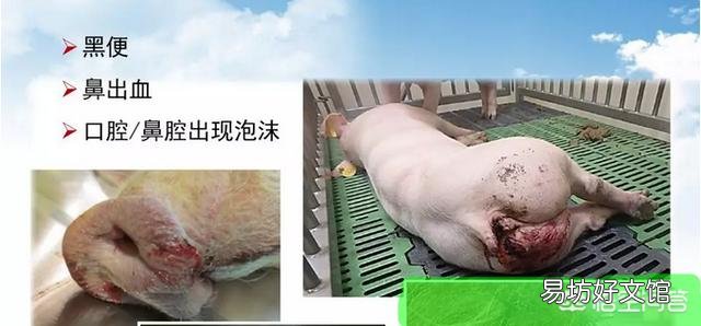 有什么办法可以检测出哪一头猪得了非洲猪瘟呢?