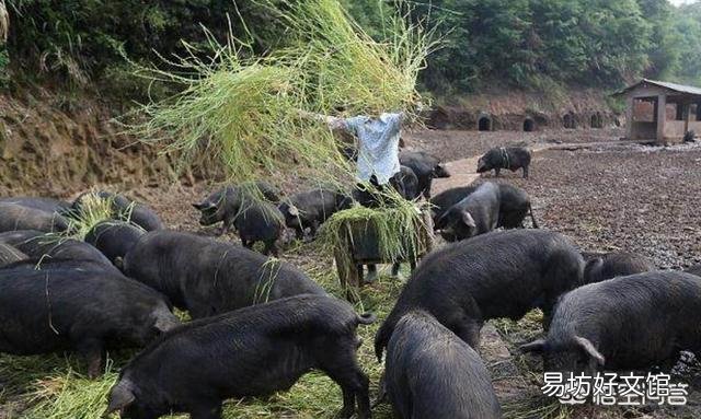 有什么办法可以检测出哪一头猪得了非洲猪瘟呢?
