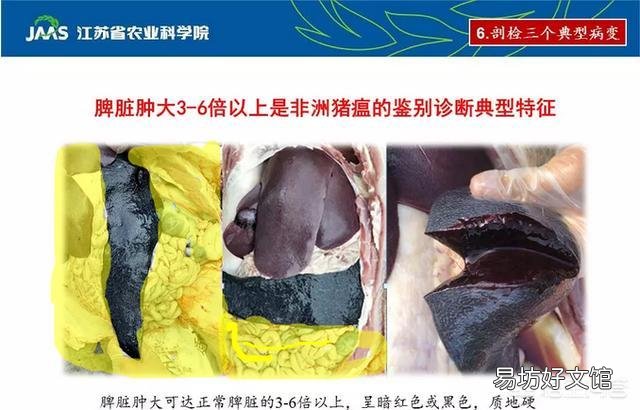 有什么办法可以检测出哪一头猪得了非洲猪瘟呢?