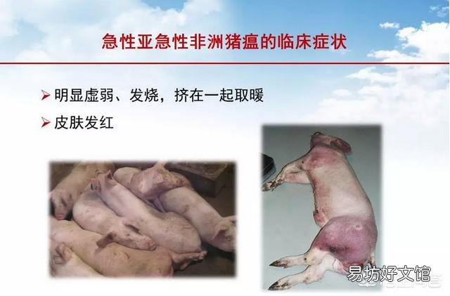 有什么办法可以检测出哪一头猪得了非洲猪瘟呢?