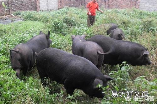 有什么办法可以检测出哪一头猪得了非洲猪瘟呢?