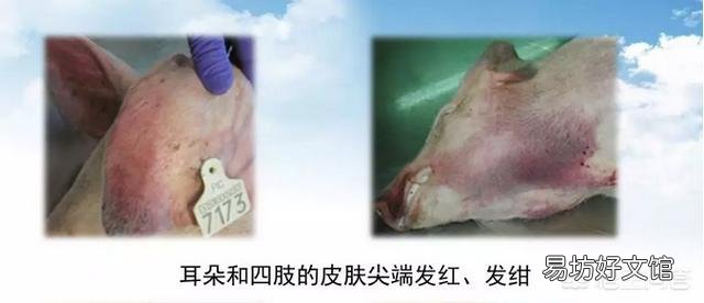 有什么办法可以检测出哪一头猪得了非洲猪瘟呢?