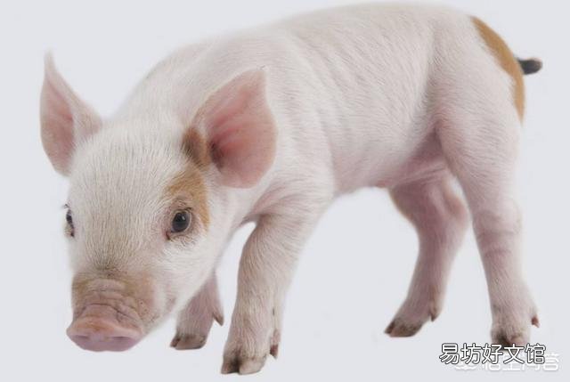 2019年猪价会大涨吗?