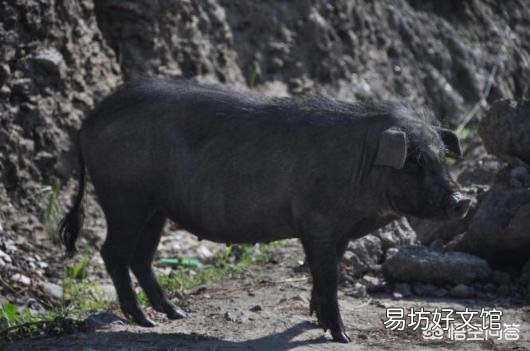 如何让小母猪提前发情?