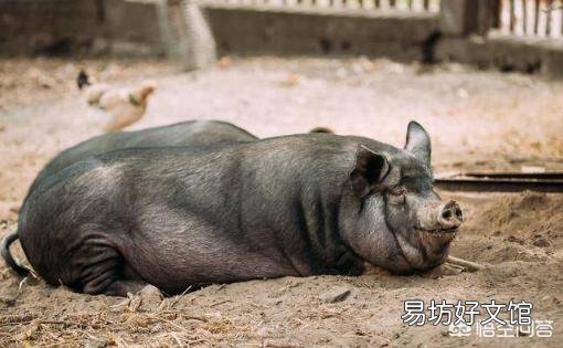 如何让小母猪提前发情?