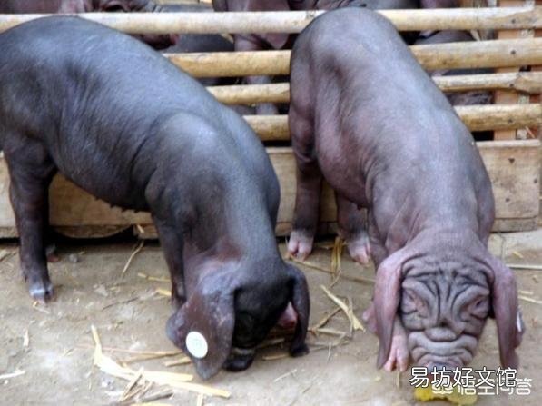 如何让小母猪提前发情?