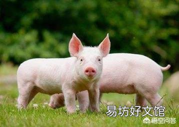 感染非洲猪瘟的猪肉经过高温后,真的可以吃吗?