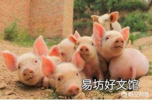 感染非洲猪瘟的猪肉经过高温后,真的可以吃吗?