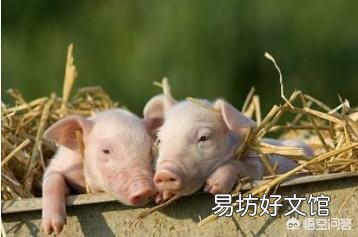 感染非洲猪瘟的猪肉经过高温后,真的可以吃吗?