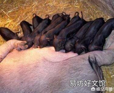 母猪产后六天不吃食,体温四十度是什么原因?怎么办?