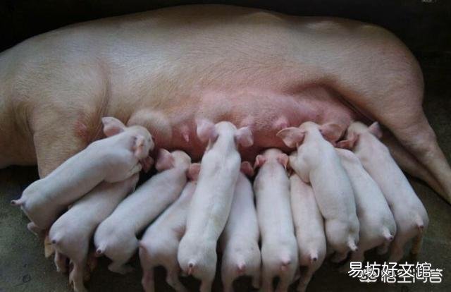 母猪产后六天不吃食,体温四十度是什么原因?怎么办?