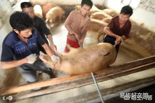 2019年4-5月份生猪价格会怎样变化？