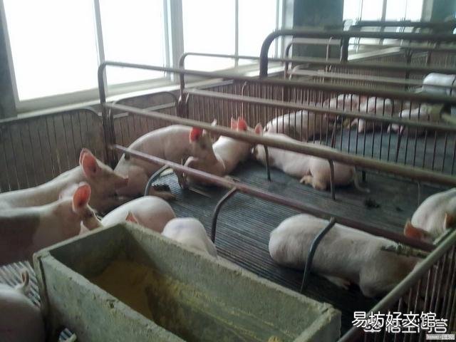 小猪断奶拉稀频繁，养猪人该如何解决？