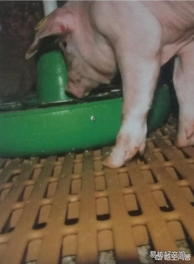 小猪断奶拉稀频繁，养猪人该如何解决？