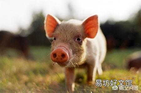 小猪断奶拉稀频繁，养猪人该如何解决？