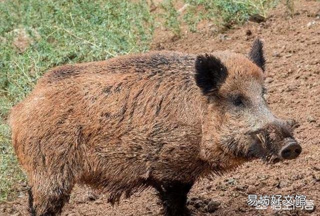 非洲猪瘟防控压力大,2019年猪价会如何?养猪人要不要淘汰母猪呢?