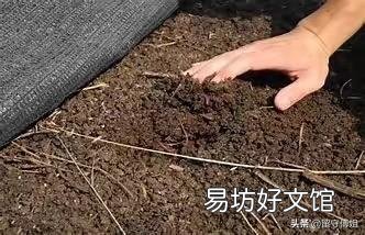 生猪粪未发酵就上地，会造成什么危害？该怎样治理？