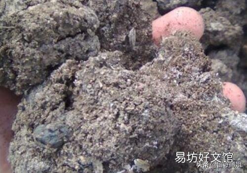 生猪粪未发酵就上地，会造成什么危害？该怎样治理？