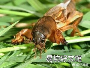 蝲蝲蛄是不是害虫呢?有哪些功效?