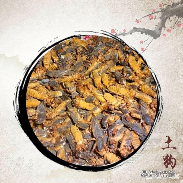 蝲蝲蛄是不是害虫呢?有哪些功效?