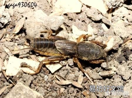 蝲蝲蛄是不是害虫呢?有哪些功效?