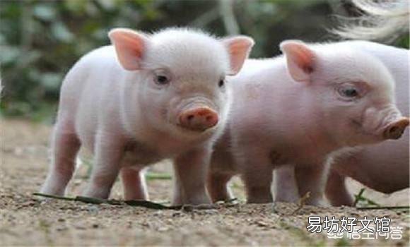 小猪36天了,拉白色稀粪,是什么病?该怎么治疗?