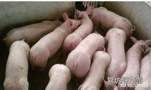 小猪36天了,拉白色稀粪,是什么病?该怎么治疗?