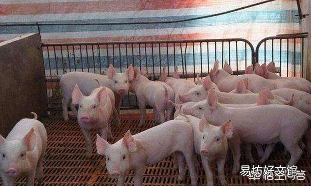 小猪36天了,拉白色稀粪,是什么病?该怎么治疗?